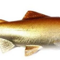 Freshwater Huddleston Deluxe 68 Special