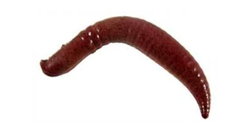 Berkley Gulp Alive Trout Worms Jars 4 Berkley Gulp Alive Trout Worms Jars